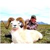 Image 3 : 12-DAY DALL’S SHEEP HUNT FOR 1 HUNTER