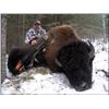 Image 2 : 8-DAY BISON HUNT IN BRITISH COLUMBIA WITH SIKANNI RIVER OUTFITTERS