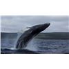 Image 2 : ONCE IN A LIFETIME TRIP TO NEWFOUNDLAND FOR 2 PEOPLE FOR 4-DAYS WITH SHANE MAHONEY OF CONSERVATION V