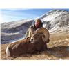 COLORADO ROCKY MOUNTAIN BIGHORN SHEEP LICENSE