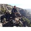 10-DAY DESERT SHEEP HUNT IN CUATROCIENGEGAS, MEXICO FOR 1 HUNTER AND 2 NON-HUNTERS