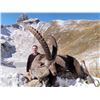 Image 2 : 4-DAY UNIQUE EUROPEAN ALPINE IBEX (Up to 165 CIC Points)  AND ALPINE CHAMOIS (Up to 100 CIC Points)