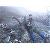 Image 3 : 4-DAY UNIQUE EUROPEAN ALPINE IBEX (Up to 165 CIC Points)  AND ALPINE CHAMOIS (Up to 100 CIC Points)