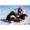 Image 2 : 6-DAY BARREN GROUND MUSKOX ARCTIC ADVENTURE HUNT WITH CANADA  NORTH OUTFITTING