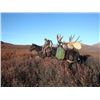 Image 11 : 11-DAY YUKON MOOSE HUNT FOR 1 SOLDIER FROM THE WWO