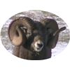 Image 2 : BRITISH COLUMBIA SPECIAL MOUNTAIN SHEEP PERMIT