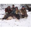 Image 3 : BRITISH COLUMBIA SPECIAL MOUNTAIN SHEEP PERMIT