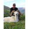 Image 2 : 12-DAY DALL’S SHEEP/WOLF/WOLVERINE HUNT IN THE NORTHWEST TERRITORIES FOR 1 HUNTER & 1 NON-HUNTER