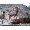 Image 3 : STATE OF NEVADA NELSON DESERT BIGHORN SHEEP TAG