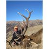 Image 24 : 2016 WYOMING GAME & FISH COMMISSIONER’S BULL ELK TAG PAIRED WITH A 7-DAY HUNT FOR 1 HUNTER - TRAILS 