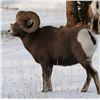 ALBERTA MINISTER’S SPECIAL BIGHORN SHEEP PERMIT