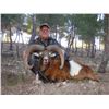 Image 2 : 4-DAY MOUFLON HUNT FOR 2 HUNTERS