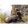 Image 2 : IDAHO BIGHORN SHEEP PERMIT