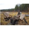 Image 8 : 10-DAY MOOSE/WOLF/WOLVERINE & BLACK BEAR HUNT FOR 1 HUNTER IN THE YUKON