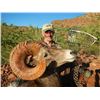 Image 10 : CARMEN ISLAND,  MEXICO,  DESERT BIGHORN SHEEP PERMIT