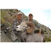 Image 16 : CARMEN ISLAND,  MEXICO,  DESERT BIGHORN SHEEP PERMIT