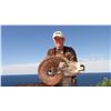 Image 2 : CARMEN ISLAND,  MEXICO,  DESERT BIGHORN SHEEP PERMIT