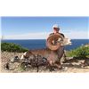 Image 3 : CARMEN ISLAND,  MEXICO,  DESERT BIGHORN SHEEP PERMIT