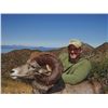 Image 8 : CARMEN ISLAND,  MEXICO,  DESERT BIGHORN SHEEP PERMIT
