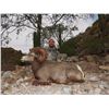 Image 9 : CARMEN ISLAND,  MEXICO,  DESERT BIGHORN SHEEP PERMIT