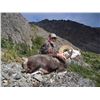 Image 2 : 15-DAY STONE’S SHEEP HUNT FOR 1 HUNTER IN THE CASSIAR MOUNTAINS OF BRITISH COLUMBIA