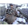 Image 2 : 7-DAY MID-CAUCASIAN TUR HUNT FOR 1 HUNTER IN RUSSIA