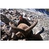 Image 3 : 7-DAY MID-CAUCASIAN TUR HUNT FOR 1 HUNTER IN RUSSIA