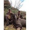 NEW MEXICO DESERT BIGHORN SHEEP PERMIT