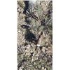 Image 2 : NEW MEXICO DESERT BIGHORN SHEEP PERMIT