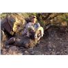 Image 8 : NEW MEXICO DESERT BIGHORN SHEEP PERMIT