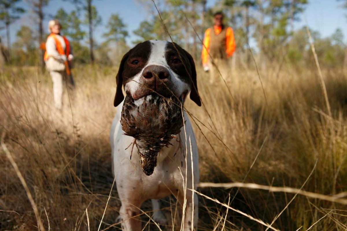 2 Day Bobwhite Quail Hunt For Four Hunters In Georgia