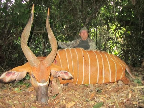 12-Day Bongo Hunt for One Hunter in Cameroon - Includes One Year ...