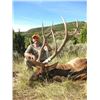 Image 1 : Colorado – 5 Day – Semi-guided, Archery Elk and Black Bear Hunt for Two Hunters