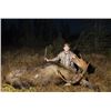 Image 1 : Newfoundland – 5 Day – Eastern Canada Moose and Black Bear Hunt for One Hunter