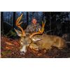 Image 1 : British Columbia – 5 Day – Black Tail Deer Hunt for One Hunter