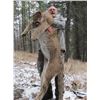 Image 1 : British Columbia – 7 Day – Mountain Lion Hunt for One Hunter