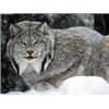 Image 1 : British Columbia – 7 Day – Lynx Hunt for One Hunter