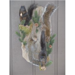 Michigan - Squirrel Taxidermy Mount