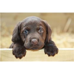 Chocolate Lab Puppy