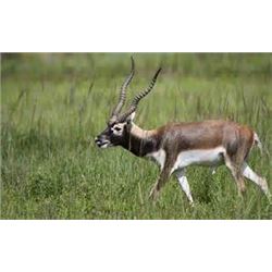 Argentina – 5 Day – Black Buck, Dorset Ram and Dove Hunting Trip for Two Hunters