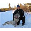 Image 2 : SN-9 WOLF HUNT TRAP LINE EXPERIENCE IN ALASKA