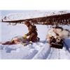 Image 4 : SN-9 WOLF HUNT TRAP LINE EXPERIENCE IN ALASKA