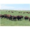 Image 1 : SN-27 SOUTH DAKOTA BISON HUNT