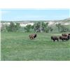 Image 2 : SN-27 SOUTH DAKOTA BISON HUNT