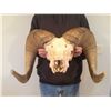 Image 1 : SN-32 SOUTH DAKOTA BIGHORN SHEEP SKULL
