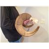 Image 2 : SN-32 SOUTH DAKOTA BIGHORN SHEEP SKULL