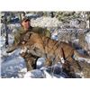 Image 1 : SN-38 MOUNTAIN LION HUNT
