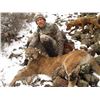 Image 2 : SN-38 MOUNTAIN LION HUNT