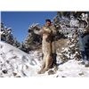 Image 3 : SN-38 MOUNTAIN LION HUNT