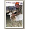 Image 1 : SN-41 2016 WYOMING ANTELOPE HUNT